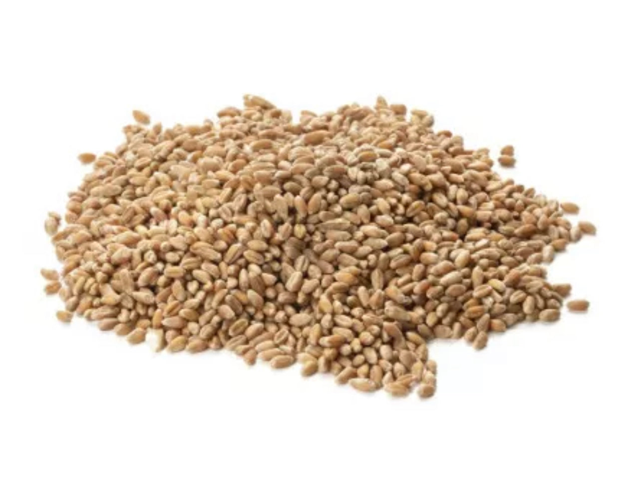 Farine de blé "Rouge de Bordeaux" semi complète T80 BIO - 1kg