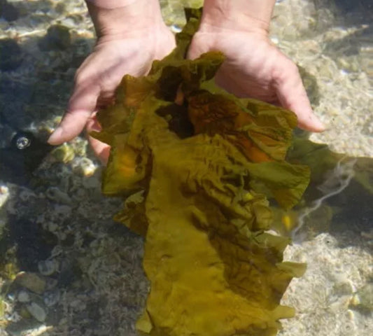 Wild royal kombu - 330g