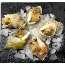 Buccinos cocidos 1 kg