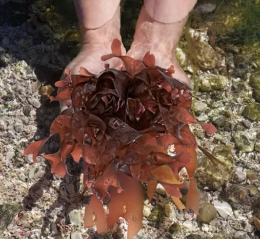 Wild Dulse Seaweed - 350g