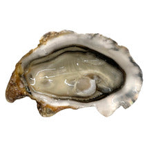 Ostras nº 3 Fines de claire (Bretaña) x48