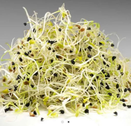 Germes de poireau - 50g