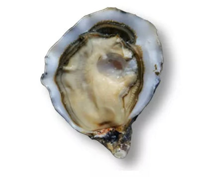 Oysters n°2 Special “La Réserve” (Marennes-Oléron) x24