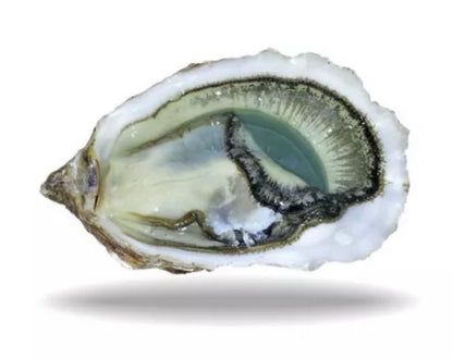 ✨ Oysters n°3 Fines de Claire verte Label Rouge (Marennes-Oléron) x24✨