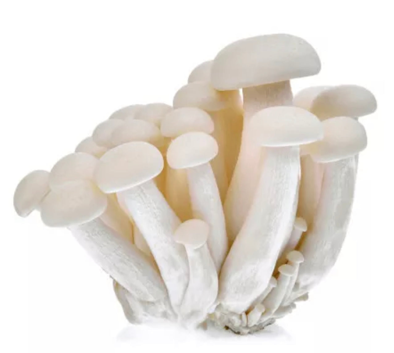 Champignons Shimeji blanc - 150g