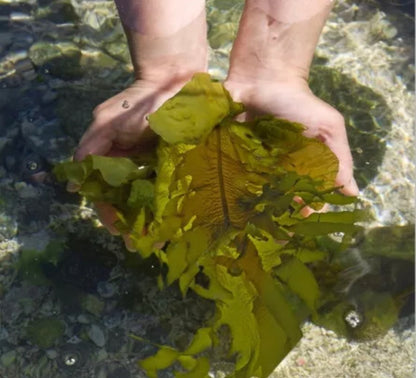 Wakame cultivado (alga parda) - 350g