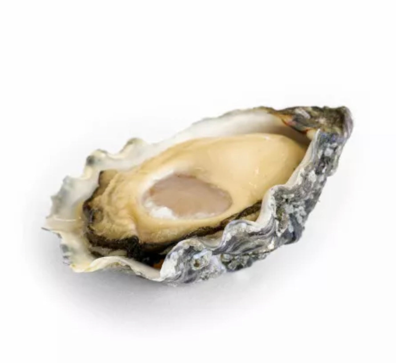 Oyster No. 3 Super Special l'Étoile (Brittany) x24