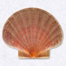 Cesta grande de vieiras blancas ±12 kg