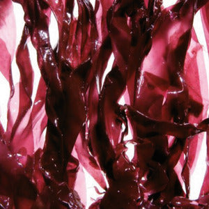 Wild Dulse Seaweed - 350g