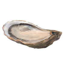 ✨Red Label Oysters Grown in Claire (Marennes-Oléron) No. 3 x48✨