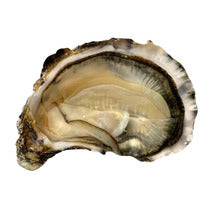 ✨Oysters n°3 Fines de Claire (Marennes-Oléron) x96✨