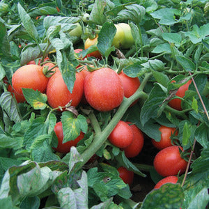 Pur jus de tomate de Marmande 1L