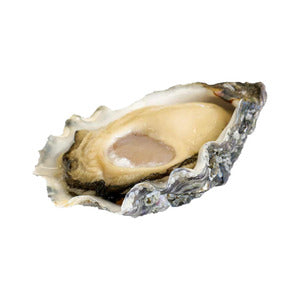 Oyster No. 3 super special L'Étoile (Brittany) x100