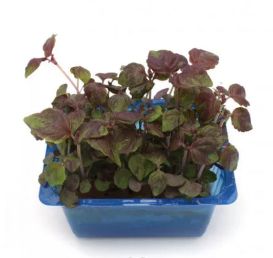 Red shiso small leaves - 30g