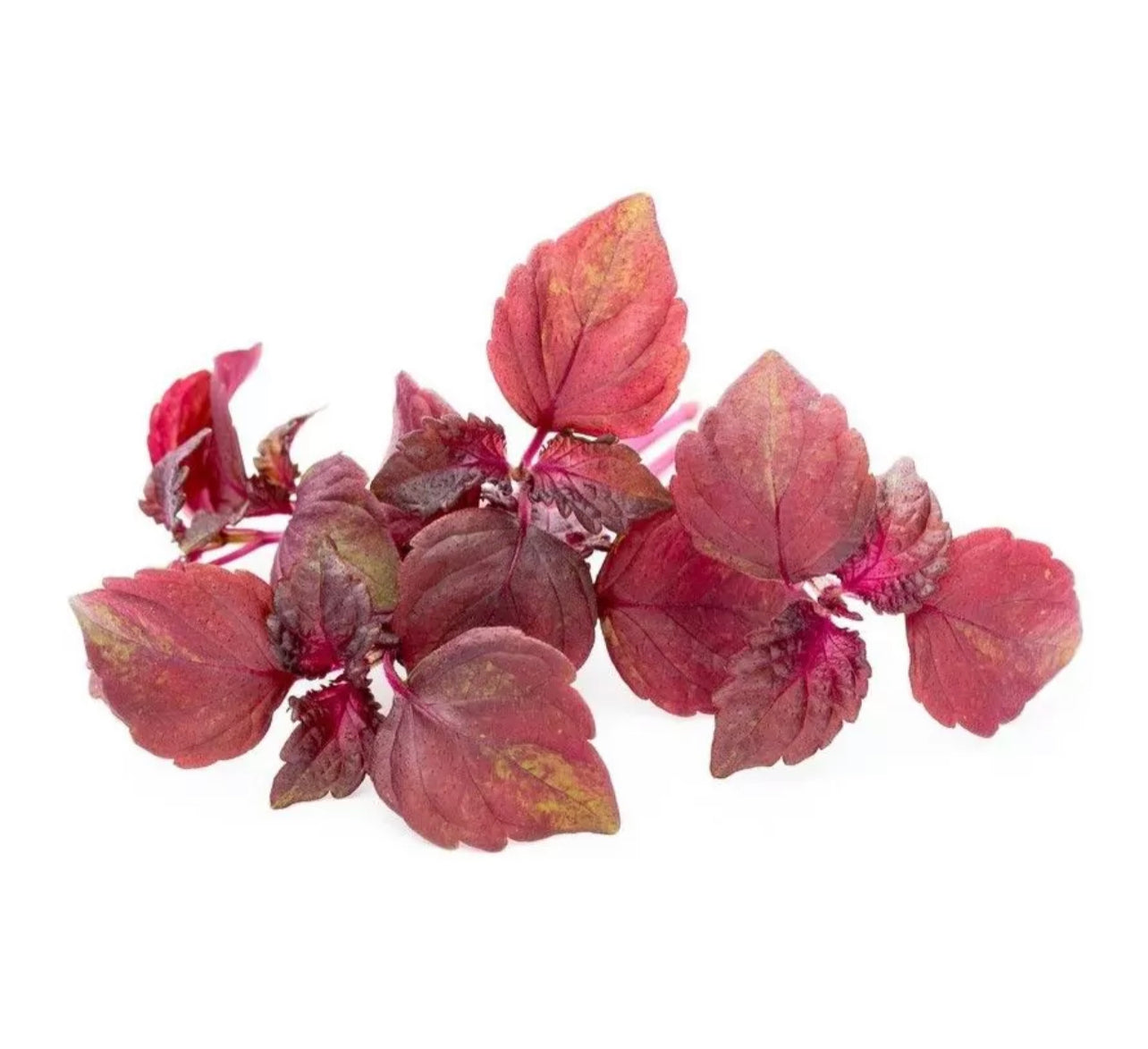 Shiso rouge petites feuilles - 30g