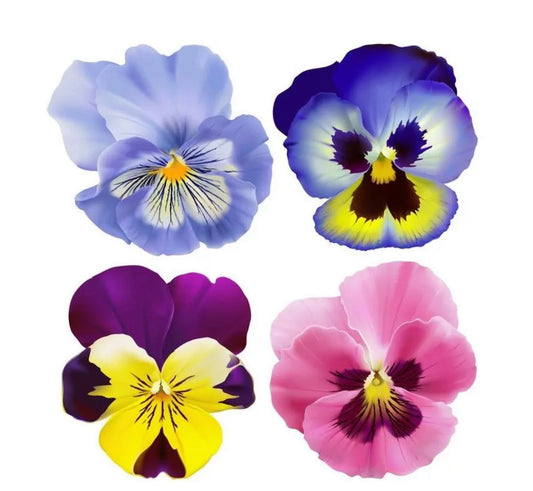 Multicolored pansy flowers from France - 10g