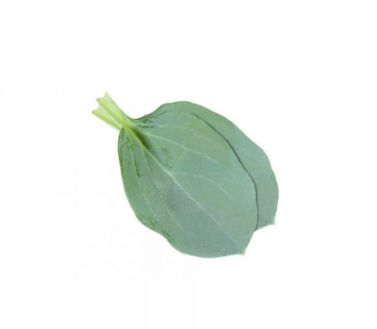 Oyster leaf x50 - 150g