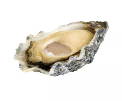 Oyster n°3 Super Speciale l’Étoile (Brittany) x48